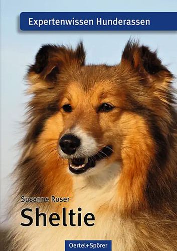 Sheltie