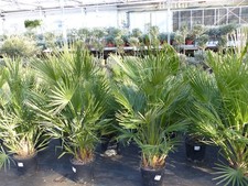 Palme 150 - 180 cm Zwergpalme