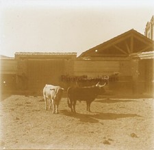 Valladolid Taureaux Toros