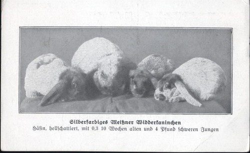 Silberfarbene meissner - 4,