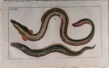 Wilhelm Original Print