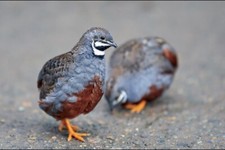 Zwergwachteln. Bruteier 