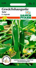Gewächshausgurke Bella F1 -