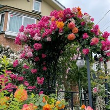 Kletterrosensamen, Auswahl