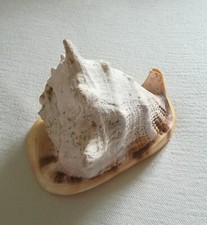 Große gehörnte schnecke - ,