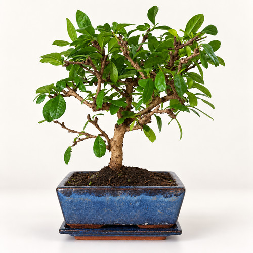 Bonsai carmona microphylla - bonsai,
