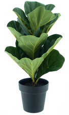 Künstlicher ficus lyrata - künstlicher, im