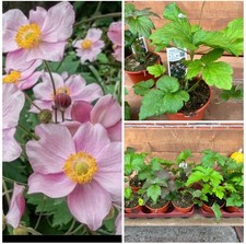 Herbst-Anemone, Anemone tom