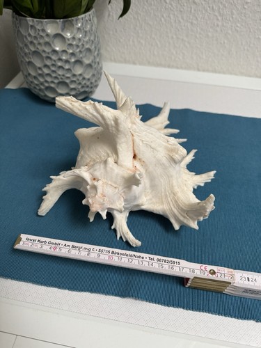 Große echte murex muschel - große,