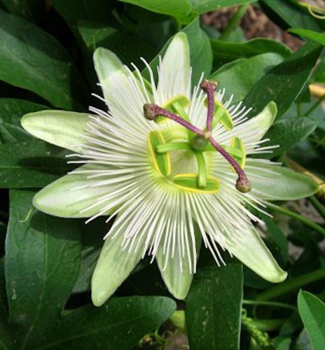Passionsblume constance elliot - constance,
