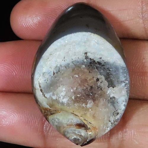 Natürlich fossil schnecke - fossil,