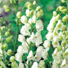 Eisenhut winterhart Staude