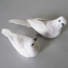 Taubenpaar süsseTurteltauben