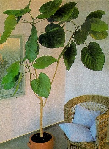 Samen balkon terrasse - samen,