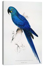 Leinwandbild Hyazinth-Ara -