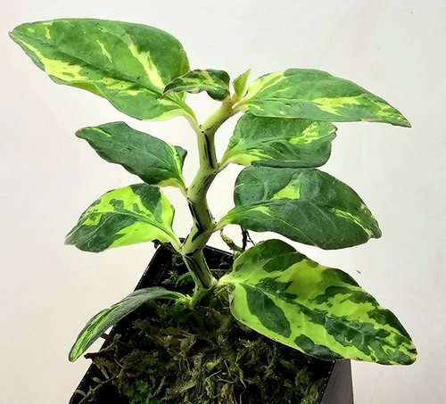 Euphorbia tithymaloides - euphorbia,