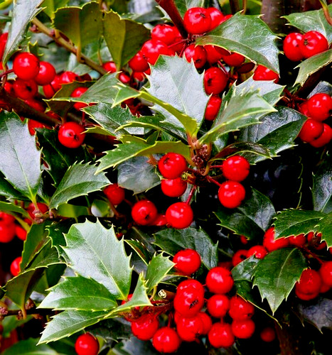 Palme stechpalme ilex - palme,