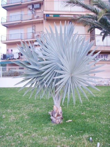 Bismarck palme bismarkia - bismarck-palme, (bismarkia