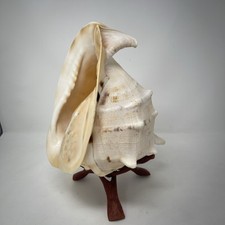 Vintage antike riesige Muschel