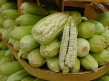 Peruvian Chulpe Mais - Corn -