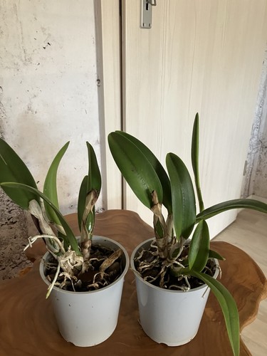 Cattleya doppelpack - cattleya,