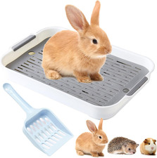 Kaninchentoilette Mit