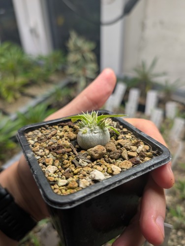 Pachypodium brevicaule - pachypodium,