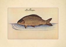 Ein Karpfen Speisefisch Süßwasserfisch Friedfisch Tierbuch Leonhardt Baldner 068