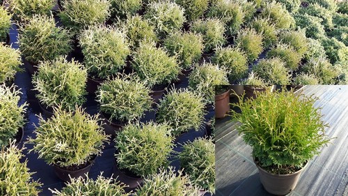 Thuja occ tiny tim - occ.,