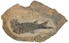 Perm  Paramblypterus gelberti