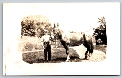 Man with percheron - percheron, horse