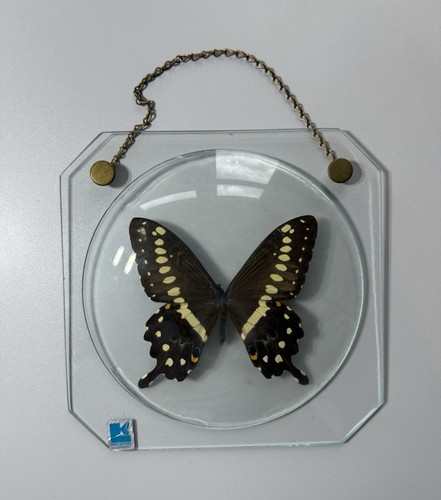 Real papilio demoleus framed - demoleus,