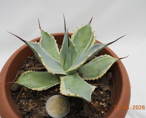 Agave potatorum marginata - agave,