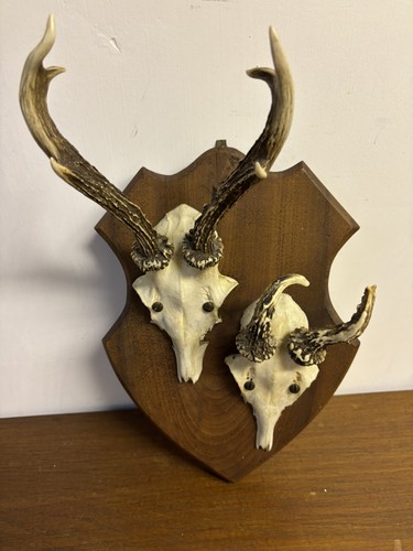 Zwei rehbock geweihe jagd - zwei,