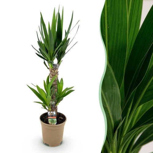 Yucca elephantipes - ,