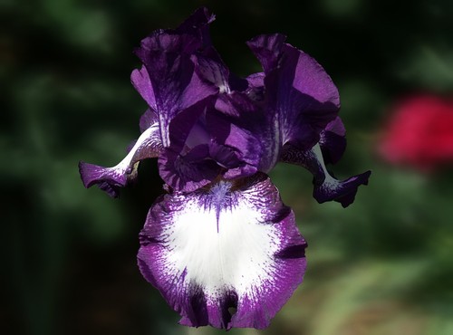 Schwertlilie iris going my - iris,