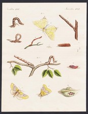 Insekten swallow tailed moth geometer moths engraving antique print Bertuch 1800