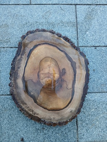 Gestockte nussbaum baumscheibe - nussbaum,