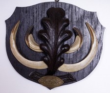 Schöne  Wildschweinzähne