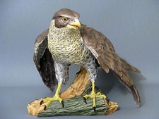 AK Kaiser Vogel Figur Habicht