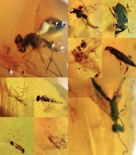 10 x Stück Burmesischer Bernstein mit Insekt 100 Millionen Jahre alt Burmit