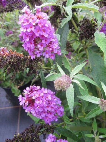 Buddleja summer bird - summer,
