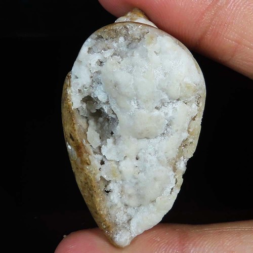 Natürlich fossil schnecke - fossil,