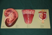 Somso-Plast® LS9 LS4 LS6 LS7