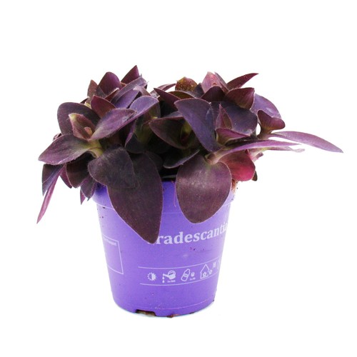 Dreimasterblume tradescantia - dreimasterblume,