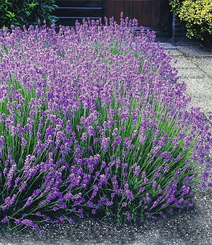 Baldur garten blauer - baldur,