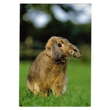 AK Grauer Widder (Kaninchen)