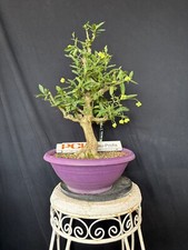 Pfaffenhütchen Bonsai