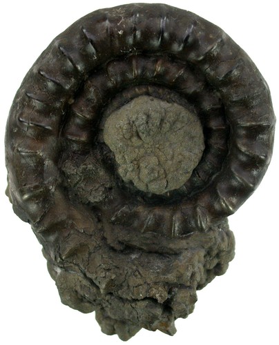 Lias echioceras raricostatum - ,