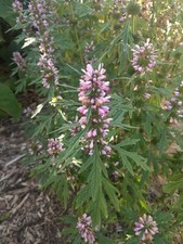 Löwenschwanz - 20 Samen -